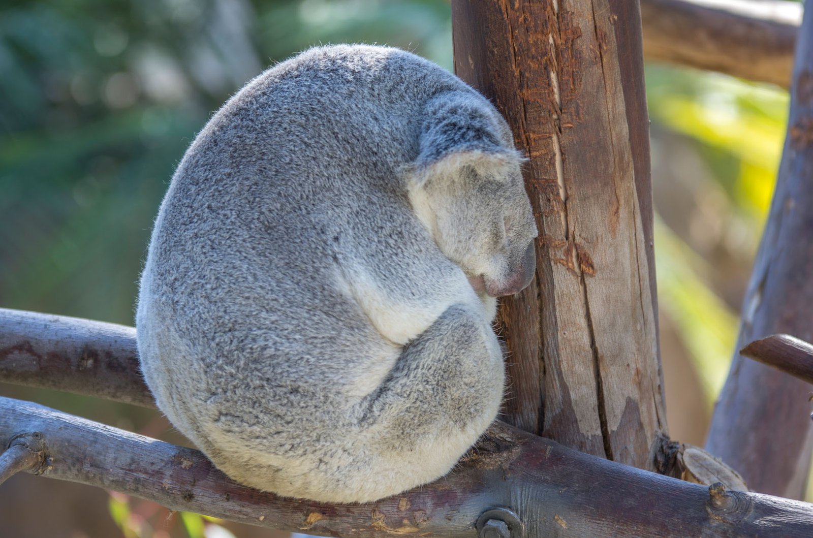 San Diego Zoo Part I 007